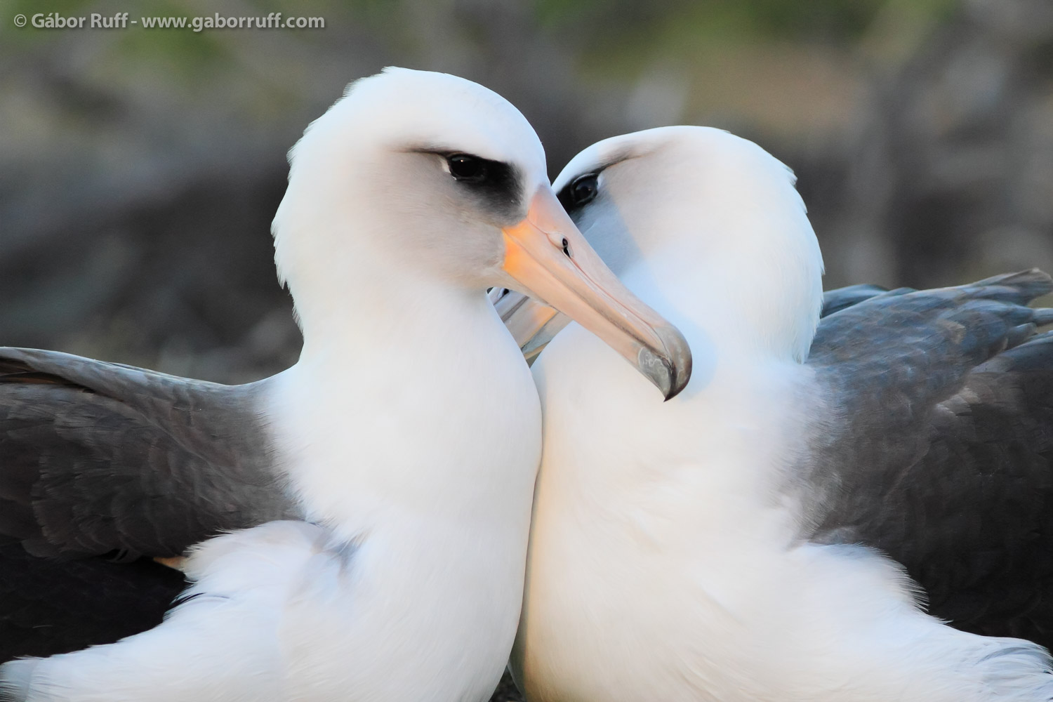 Laysan Albatross pair Laysan Albatross pair