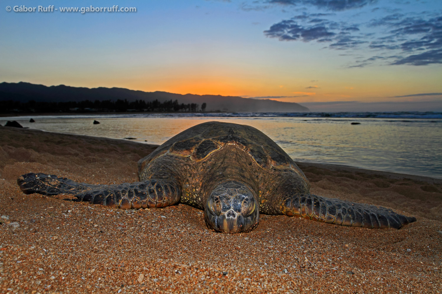 Green Sea Turtle