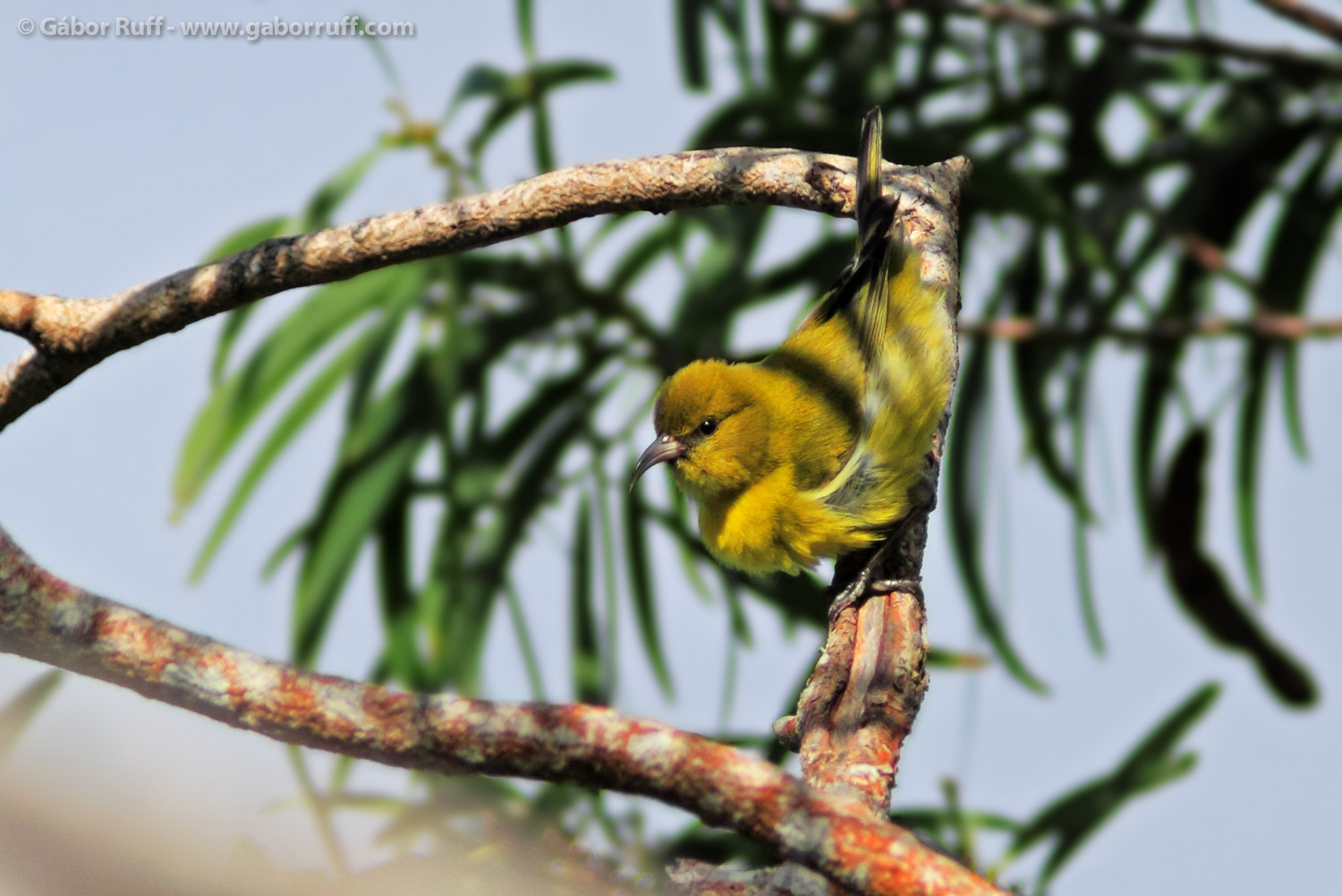 Oahu Amakihi Oahu Amakihi