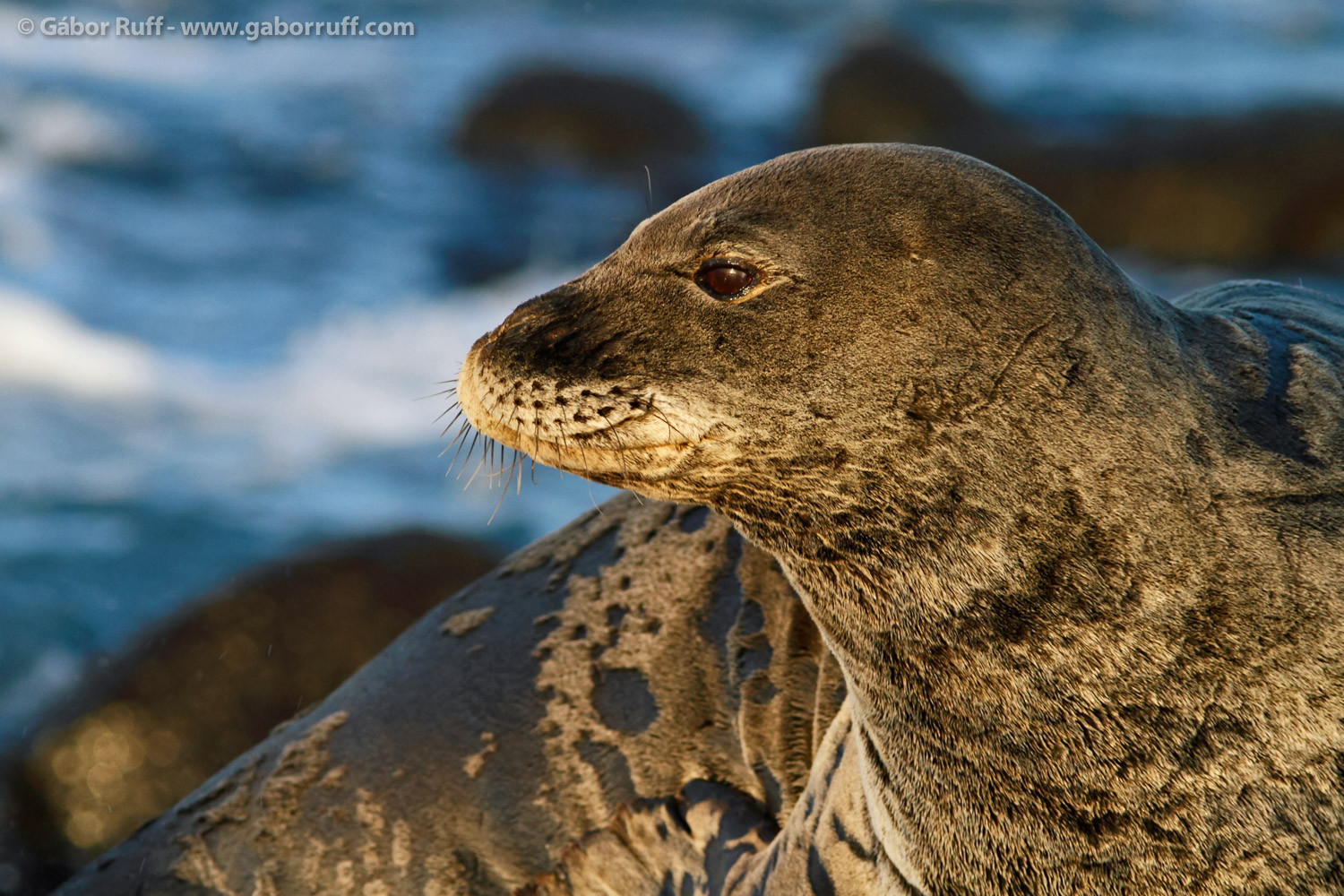 GR_150107_8832_monk-seal-1500x1000.jpg