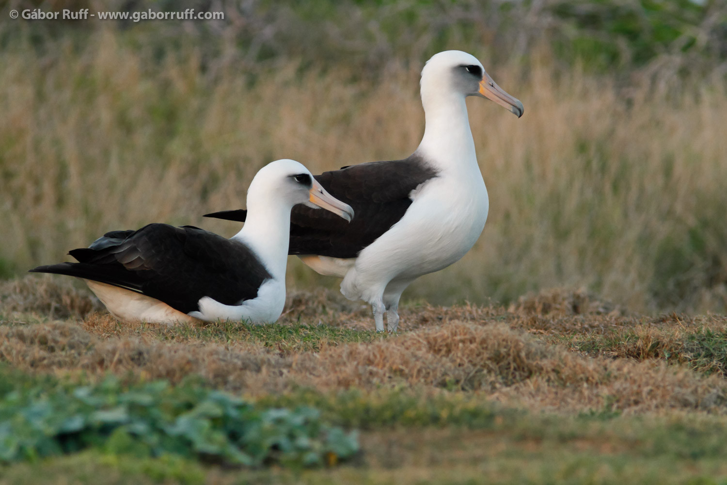 GR_150107_9056_albatross-1500x1000.jpg