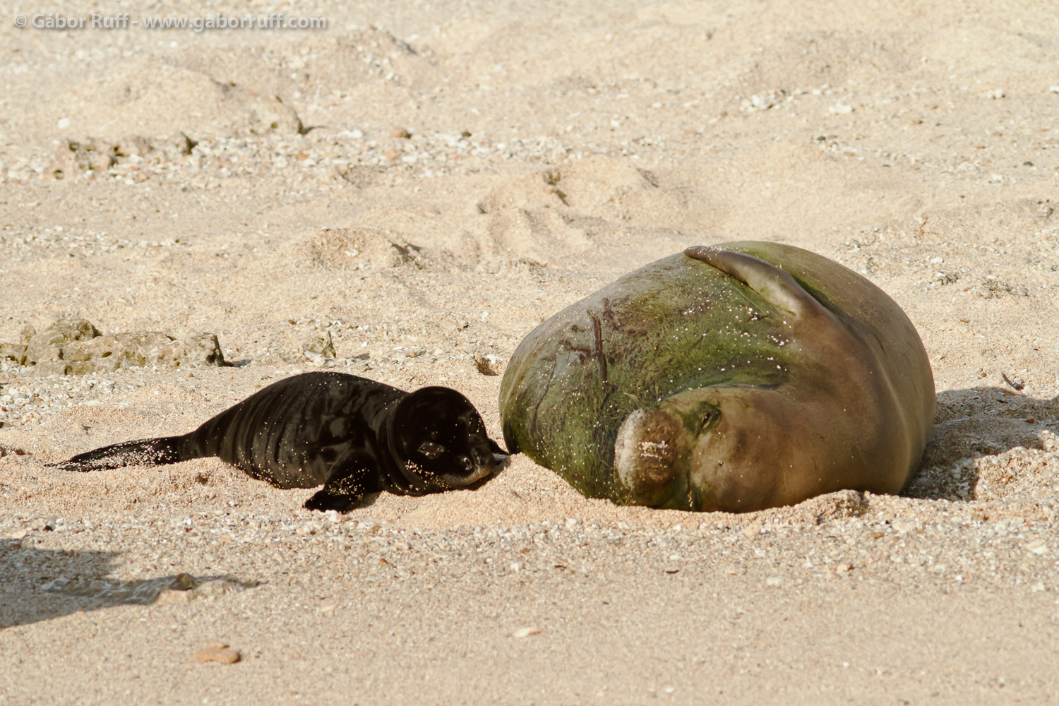 Hawaiian Monk Seal Hawaiian Monk Seal