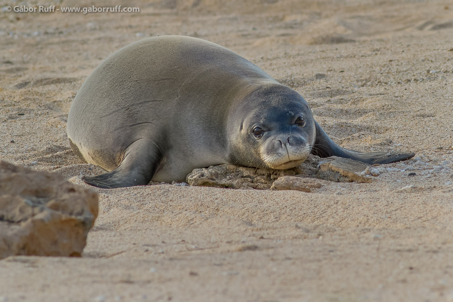 Hawaiian Monk Seal