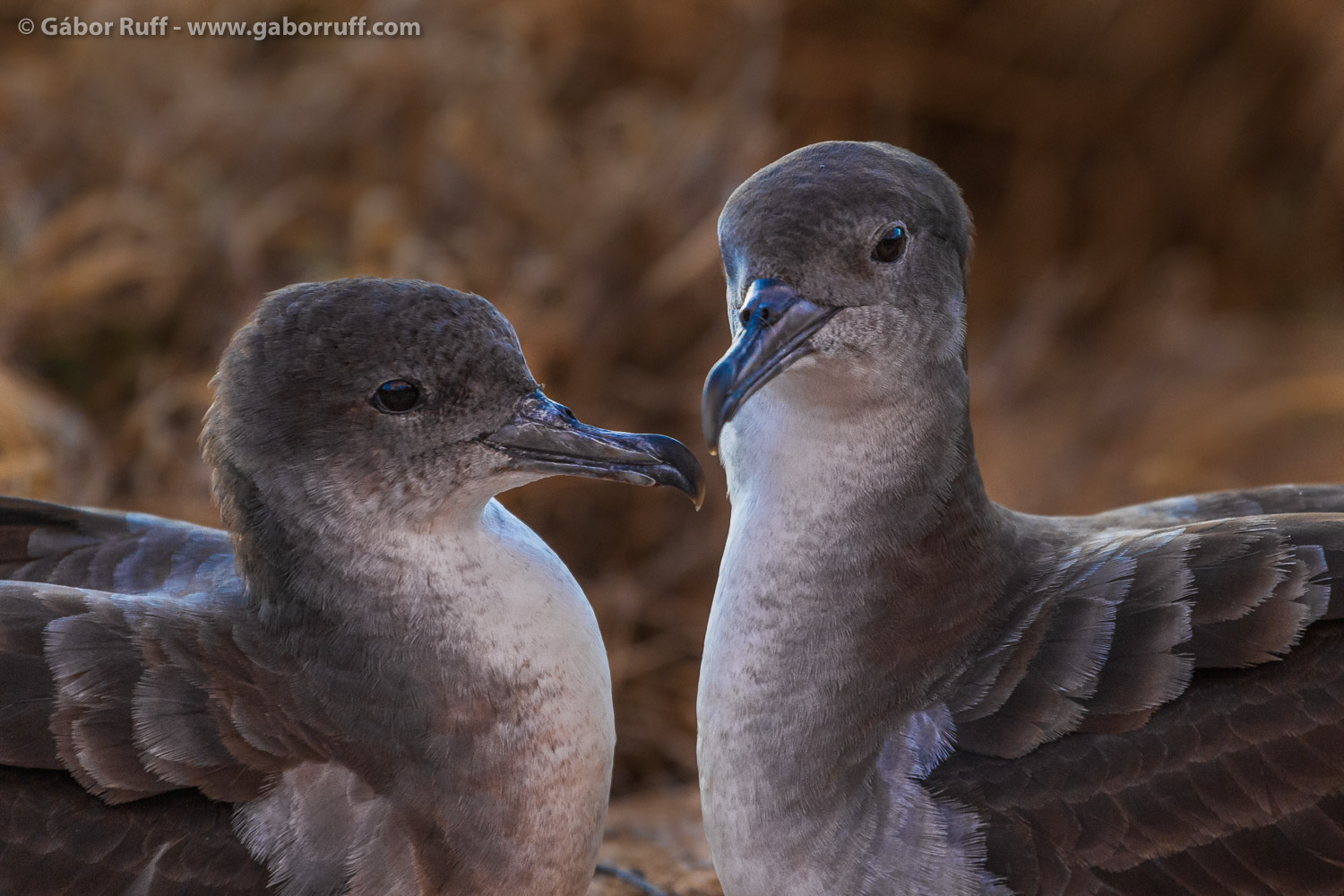 GR_150527_2952_shearwater.jpg