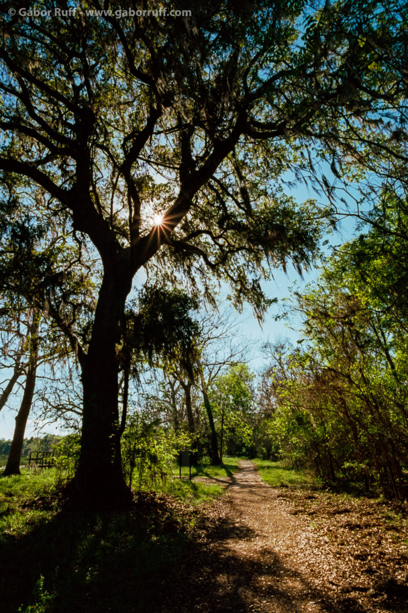 Brazos Bend State Park