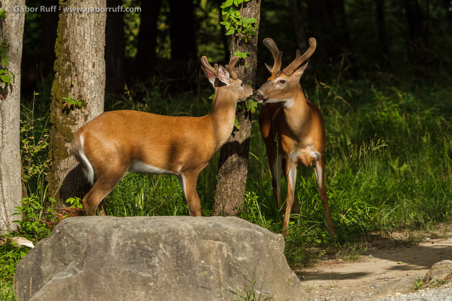 White-tailed Deer White-tailed Deer