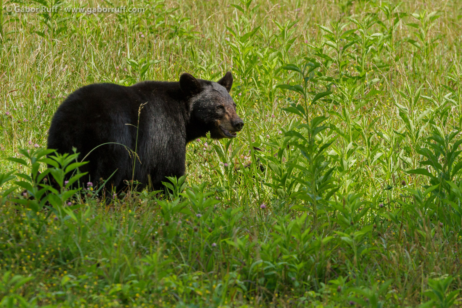 Black Bear Black Bear
