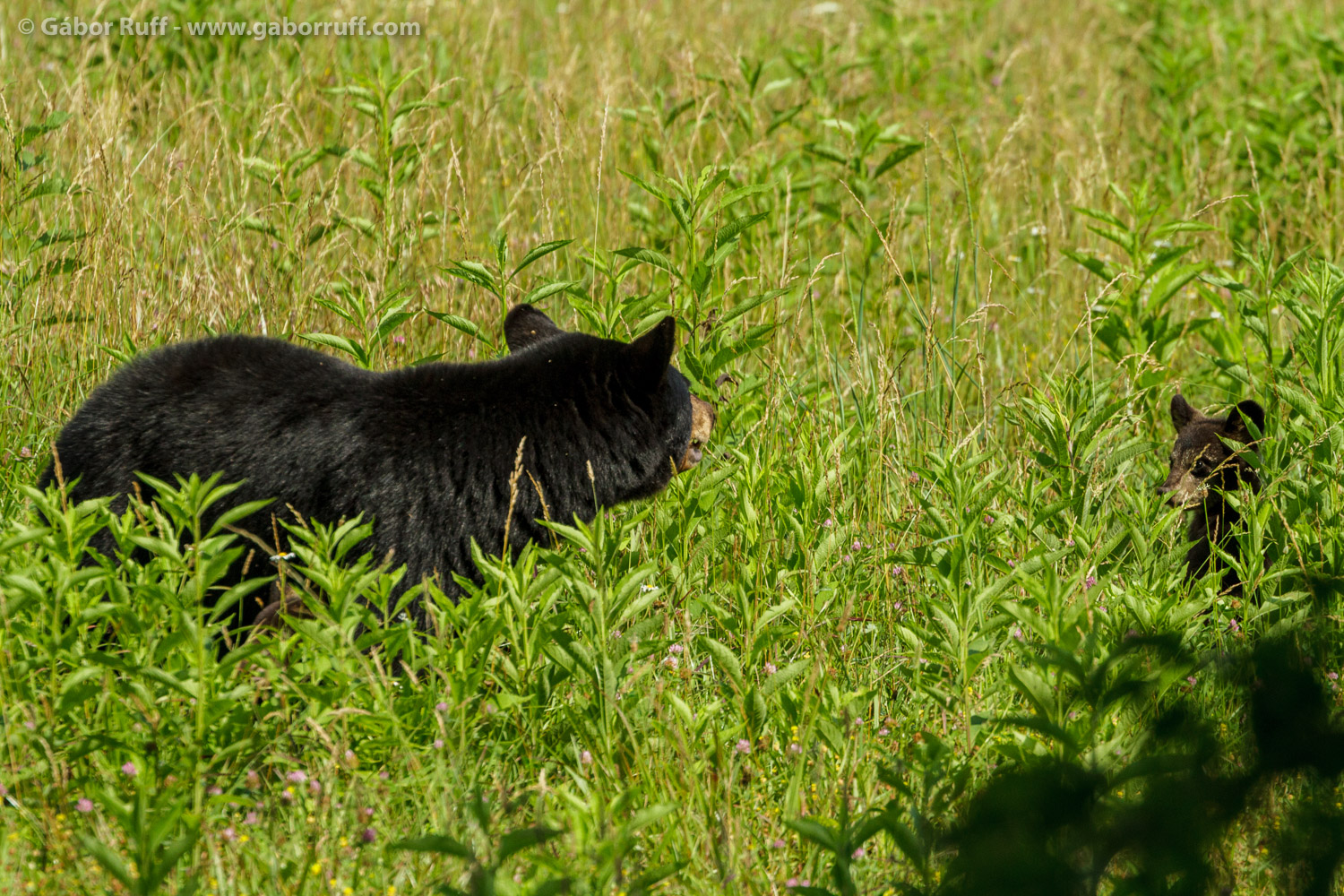 Black Bear Black Bear