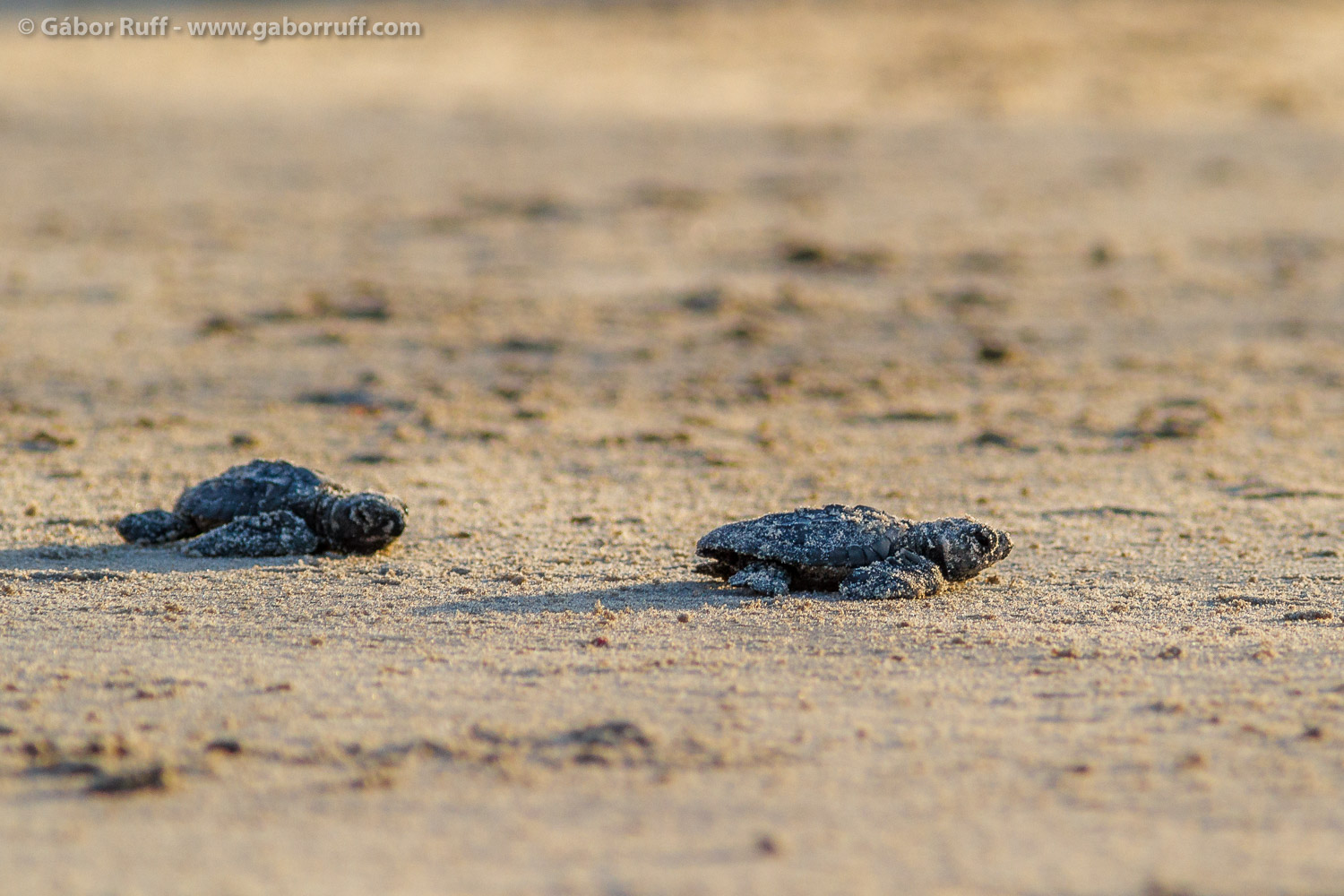 Kemp's ridley sea turtle Kemp's ridley sea turtle