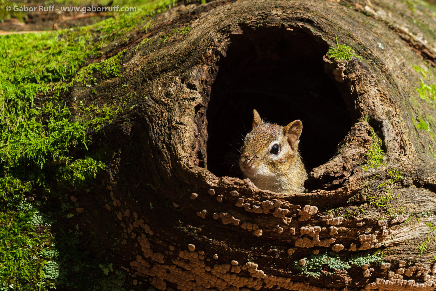 Eastern chipmunk Eastern chipmunk