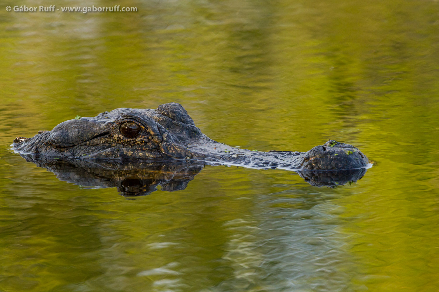 American Alligator American Alligator
