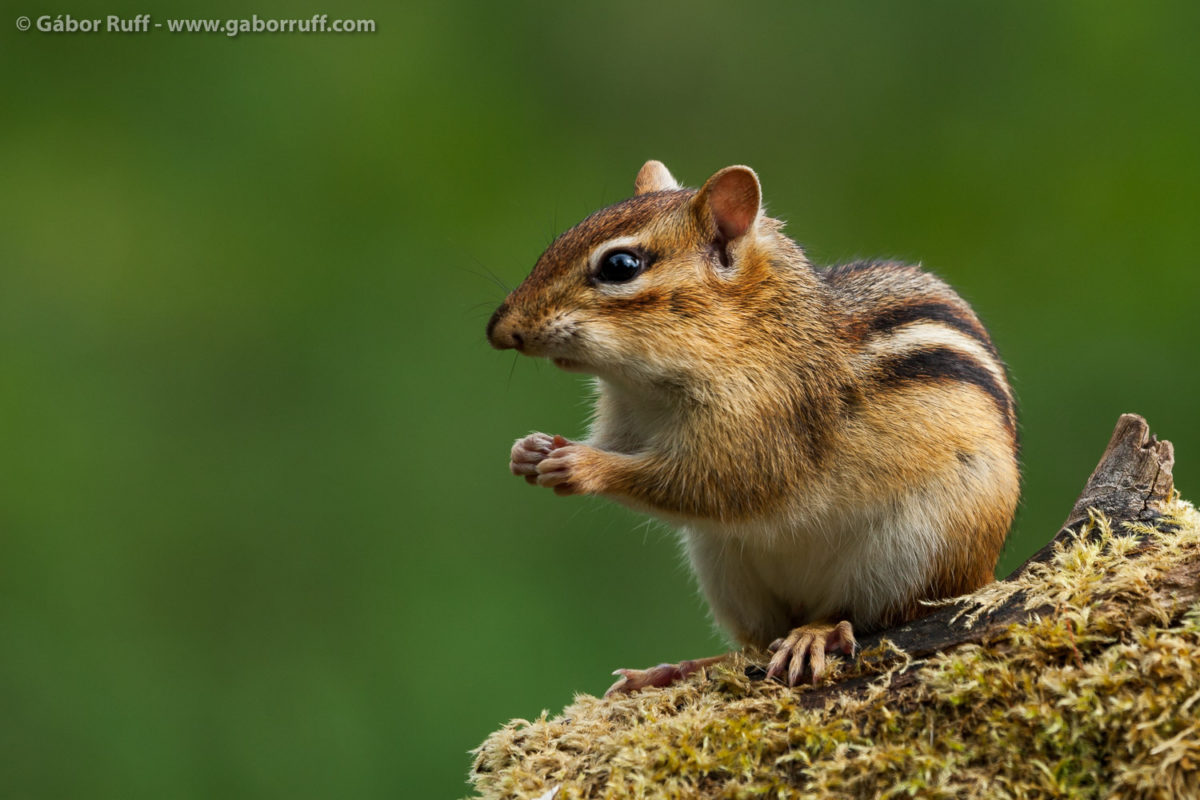 Eastern Chipmunk