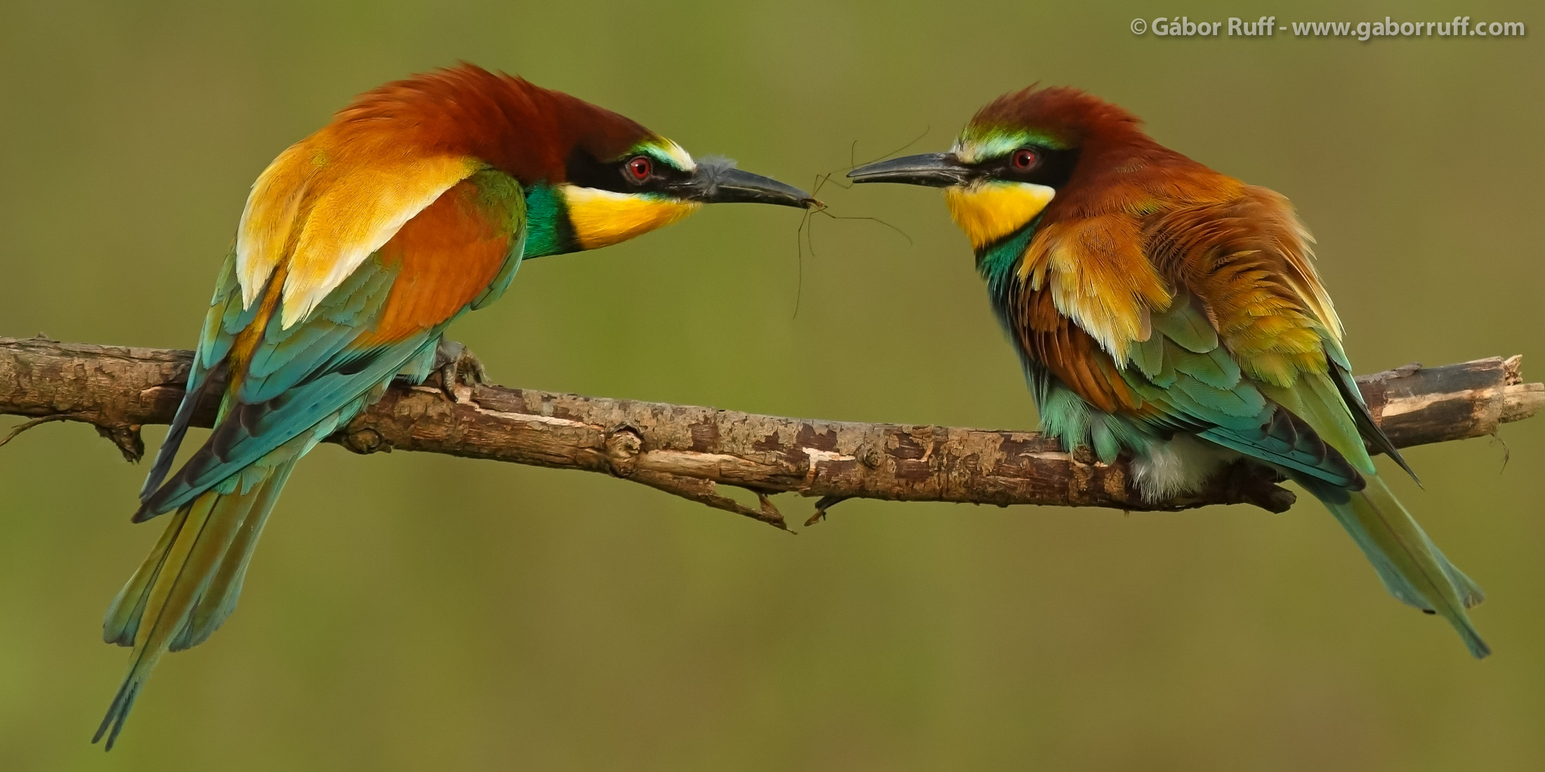 Gábor Ruff Nature Photography