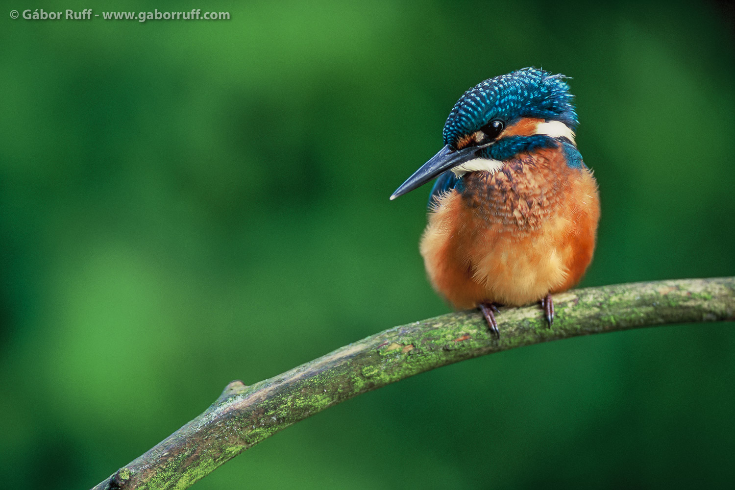 Eurasian Kingfisher Eurasian Kingfisher