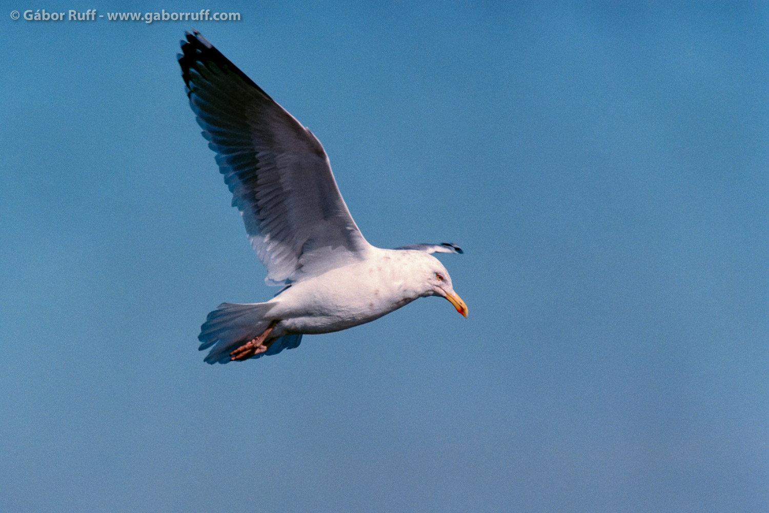 Herring Gull Herring Gull