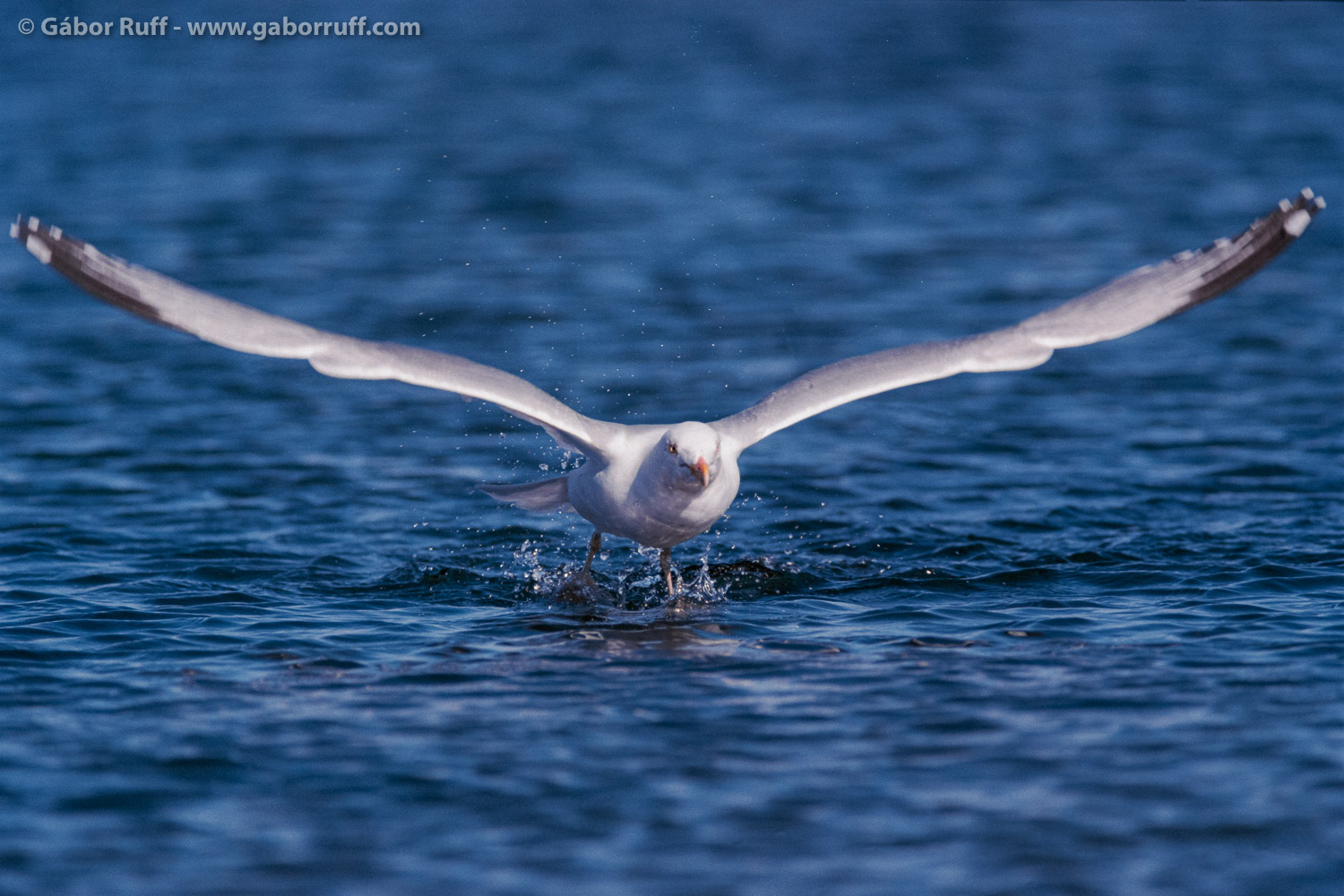 Herring Gull Herring Gull