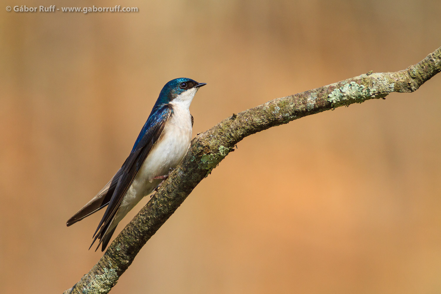 Tree Swallow Bird photography, Bird pictures, Bird photo