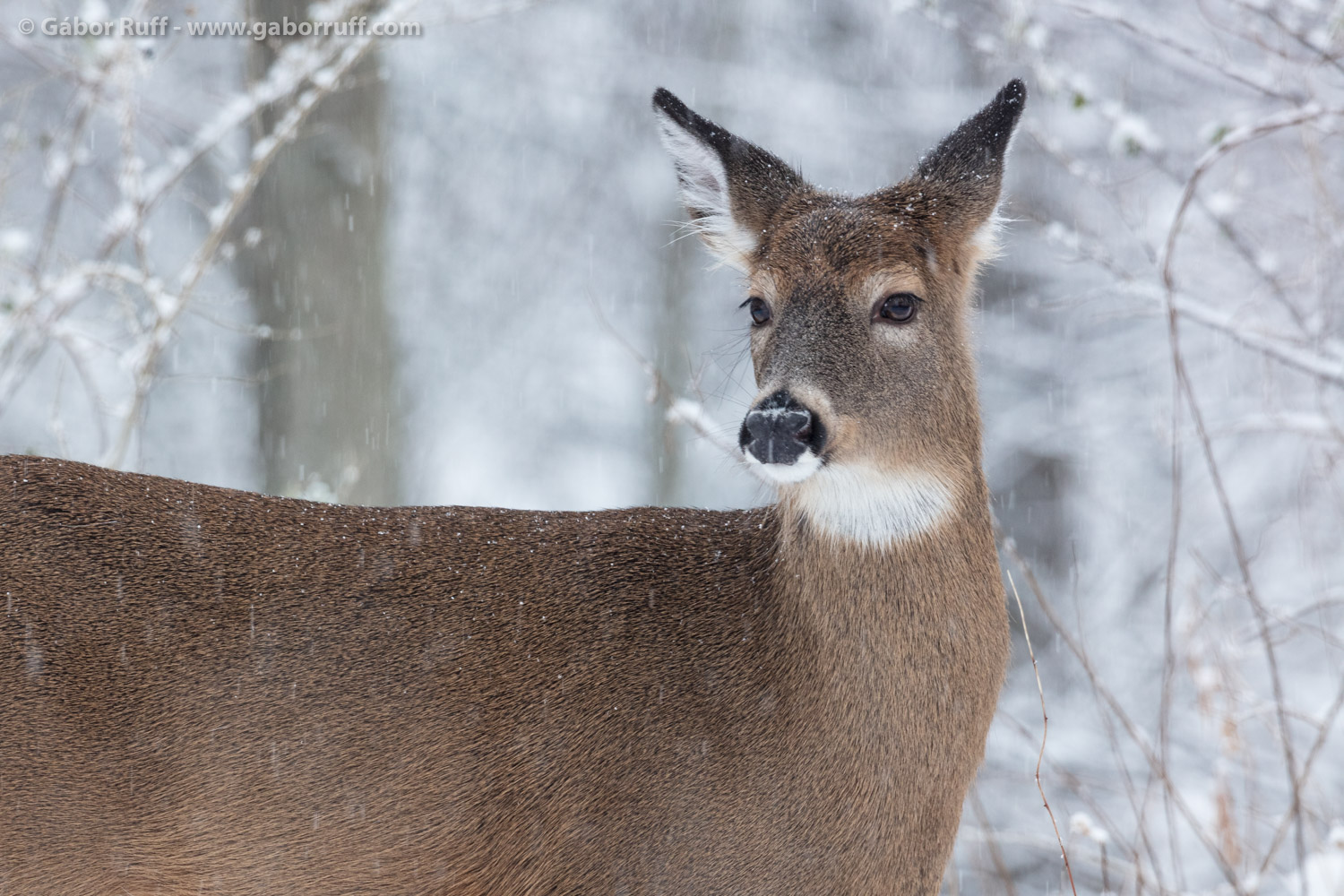 White-tailed Deer