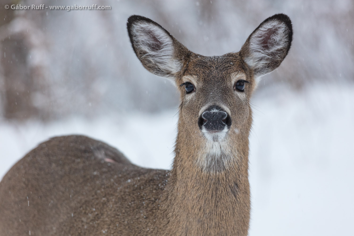 GR_white-tailed-deer_1511.jpg