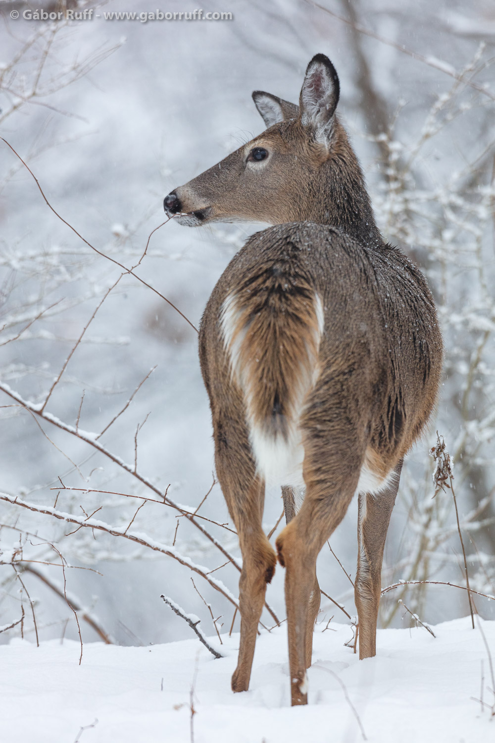 White-tailed Deer