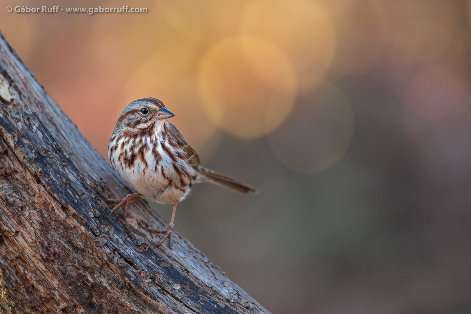 GR_song-sparrow_210129_2053.jpg