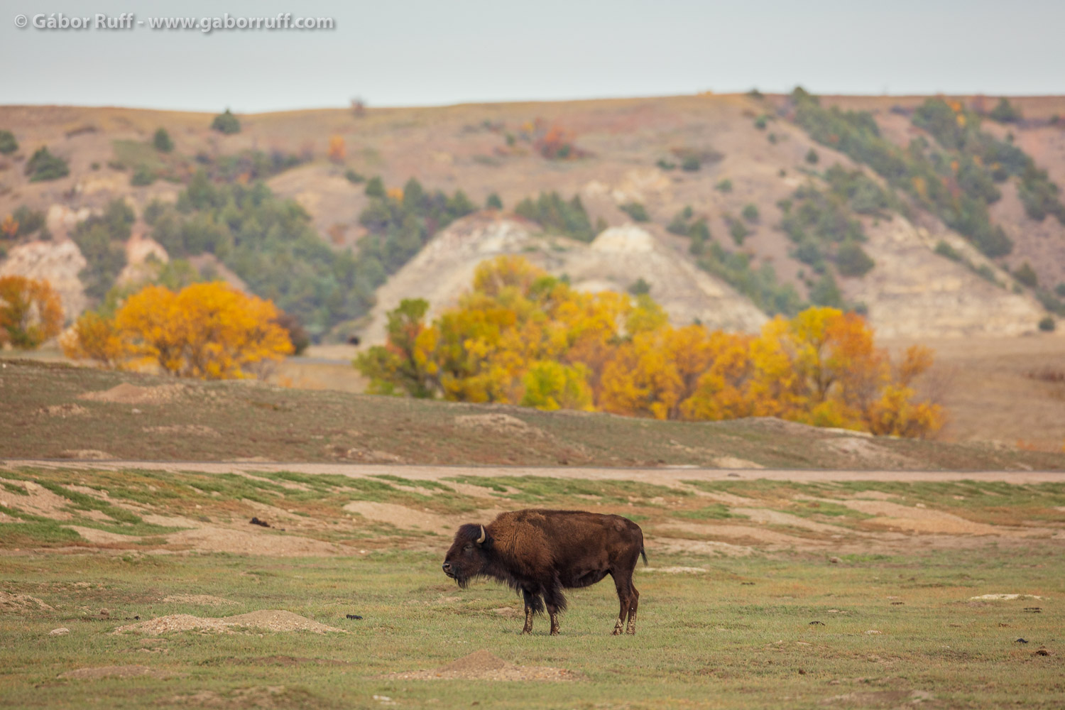 GR_211023_4784_bison.jpg