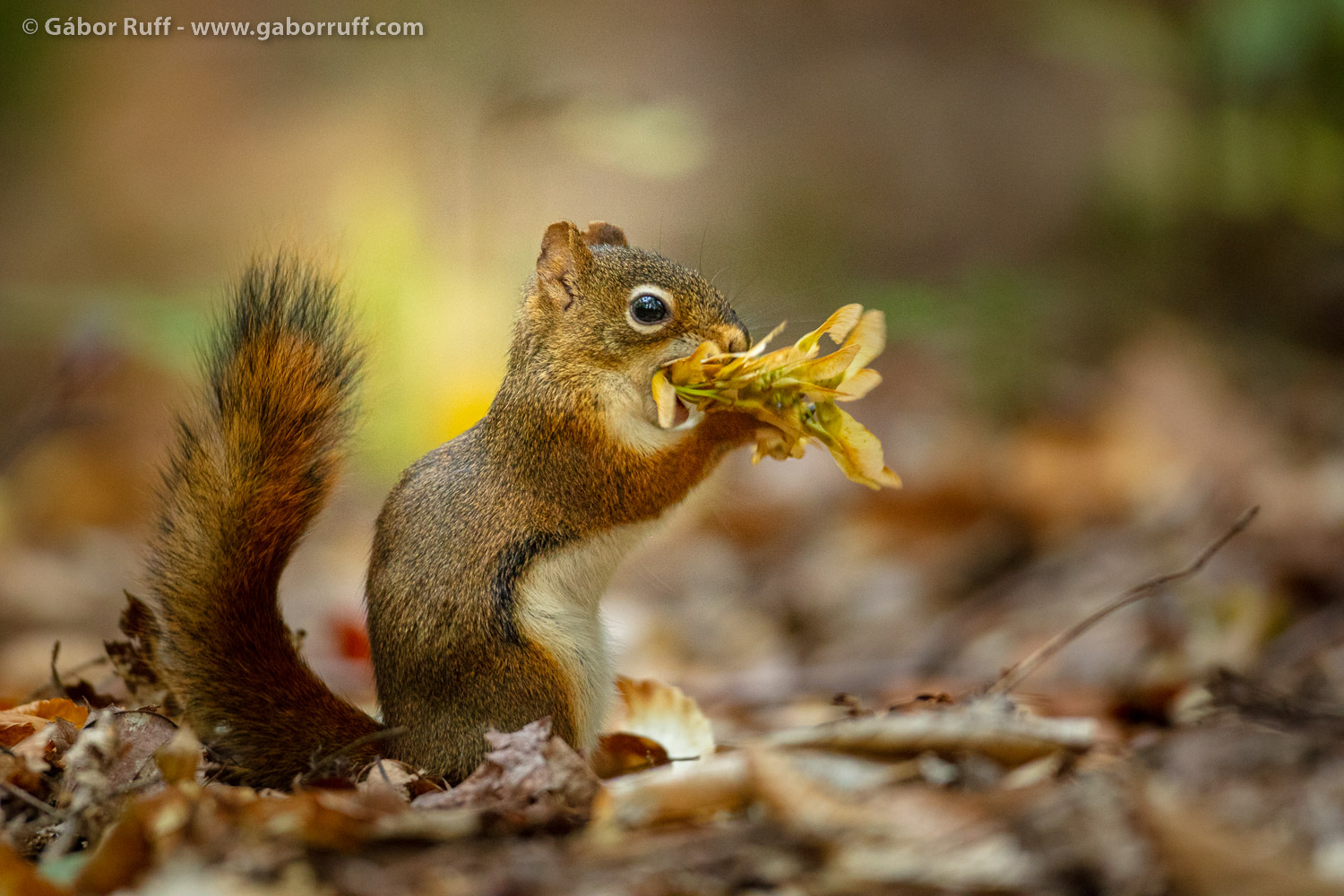 American Red Squirrel