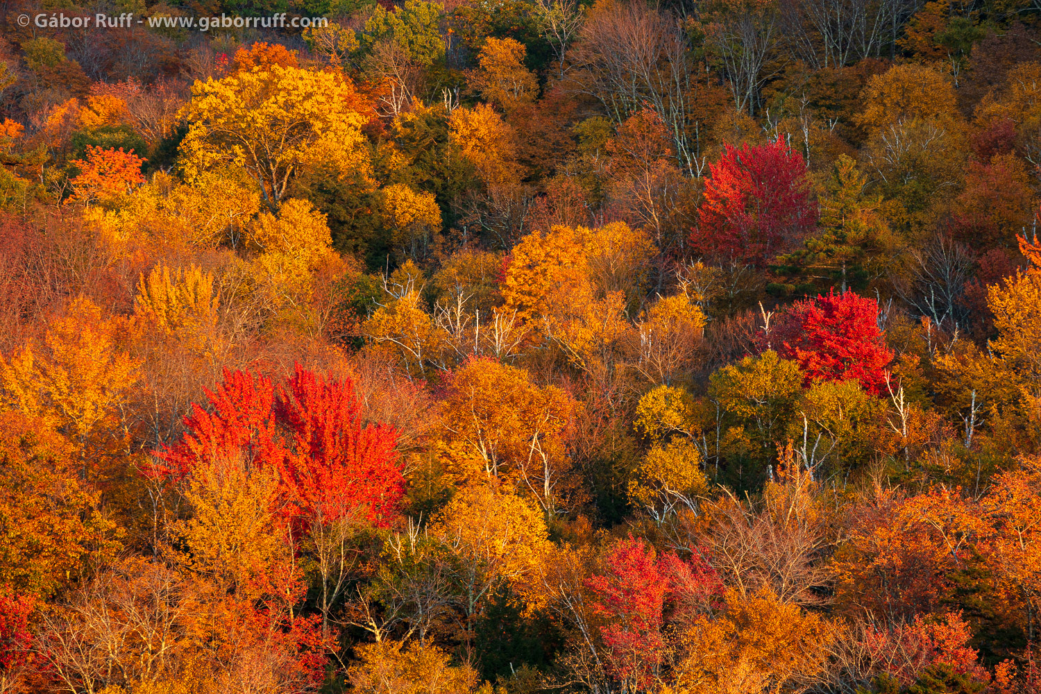 GRF_221015_8497_green-mountains-fall-colors.jpg
