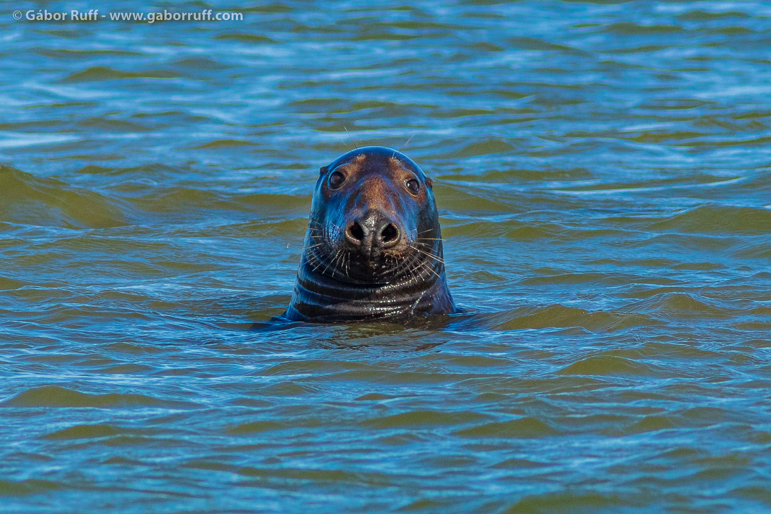 GRF_9652_gray-seal-cape-cod.jpg