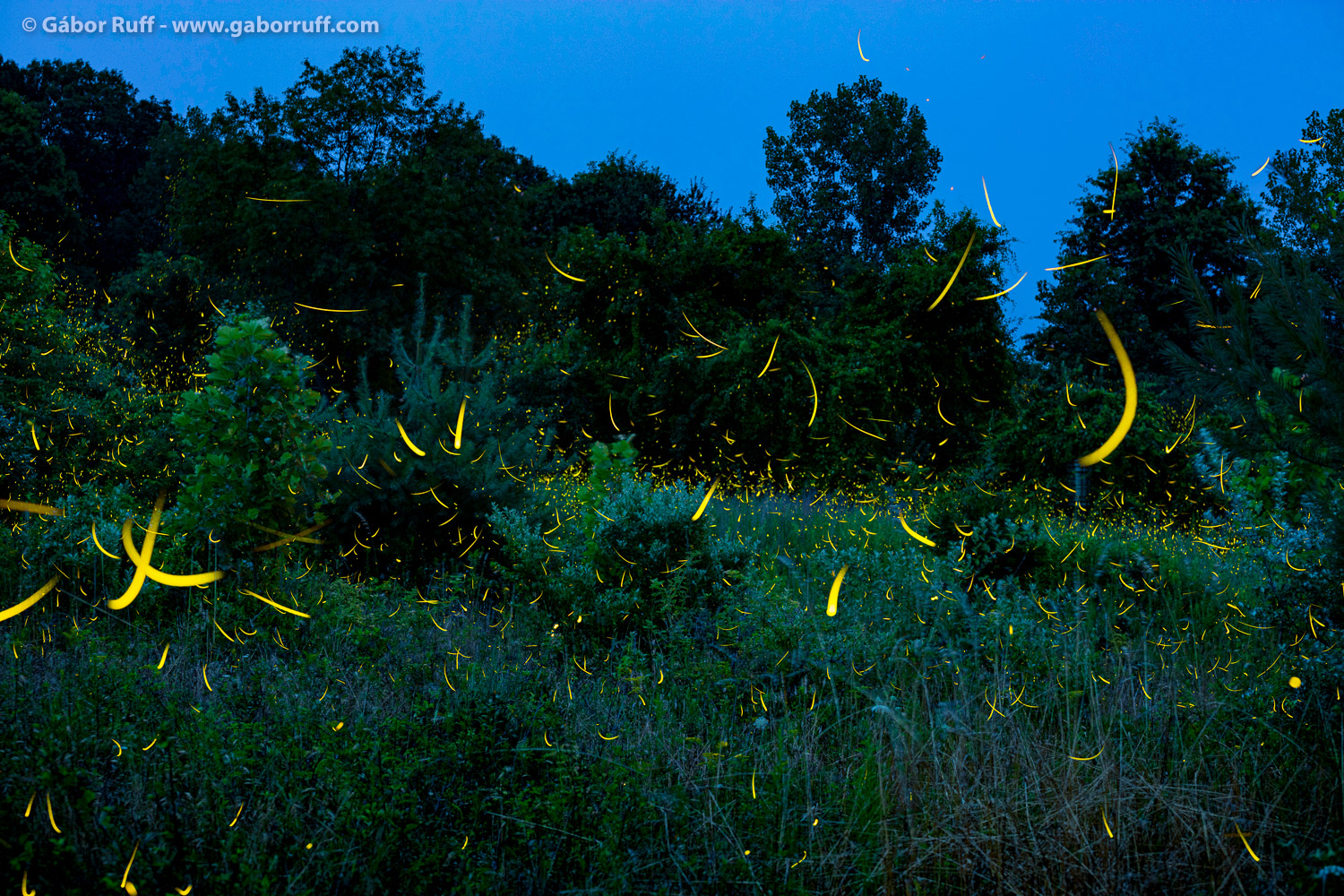 GRF_230717_1639_fireflies.jpg