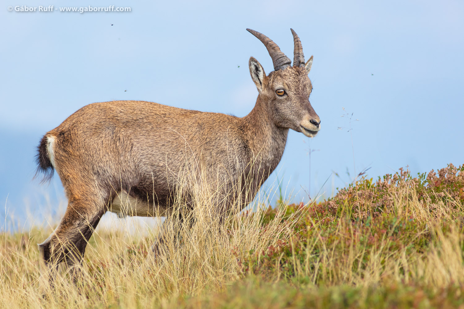 230907_1827_alpine-ibex.jpg