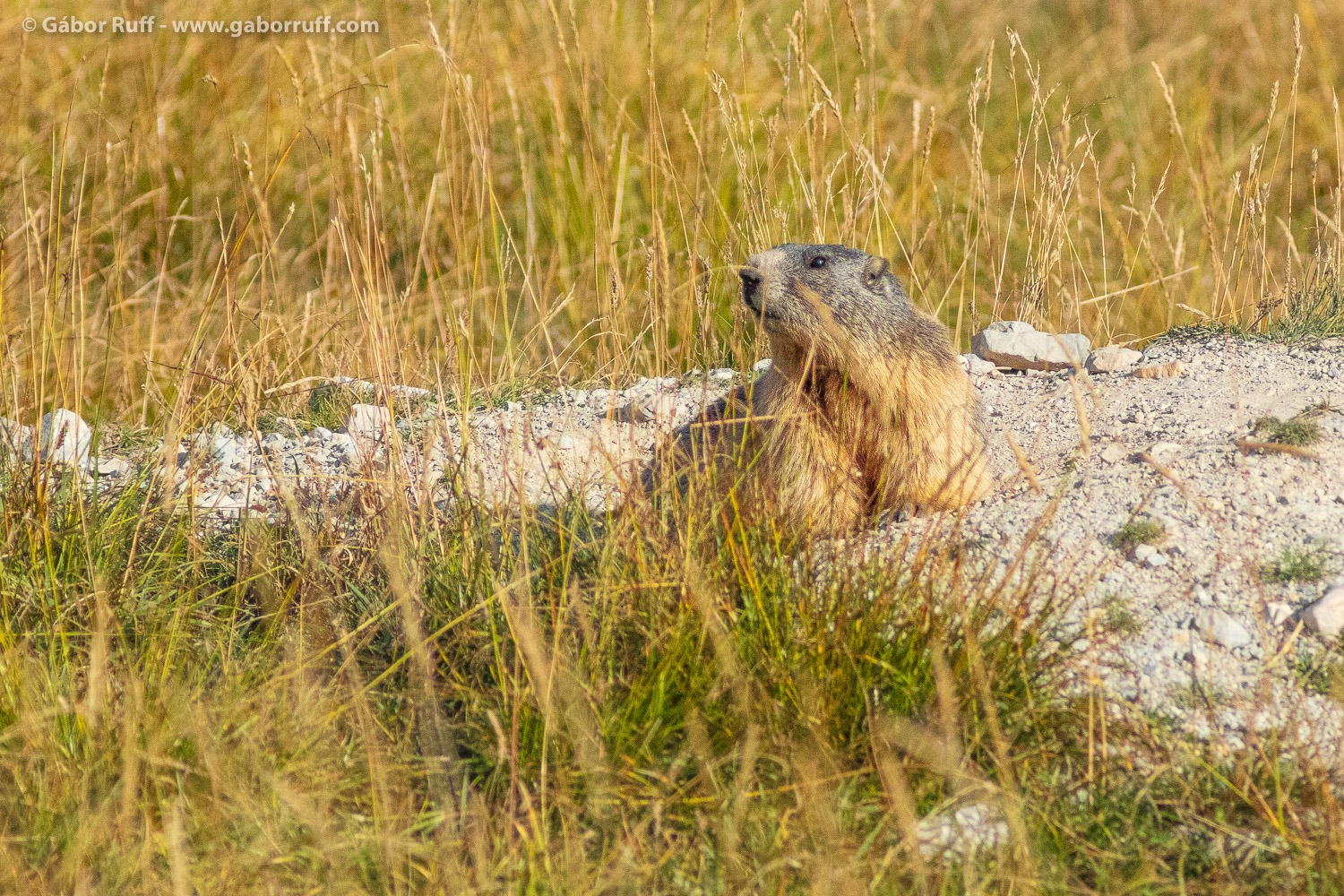 Nature Photography In The Swiss Alps G bor Ruff Nature Photography In The Swiss Alps G bor Ruff