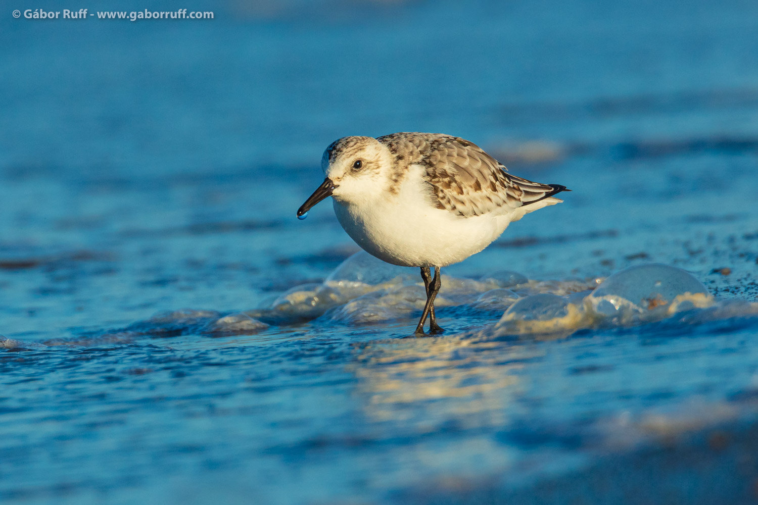 Sanderling Sanderling