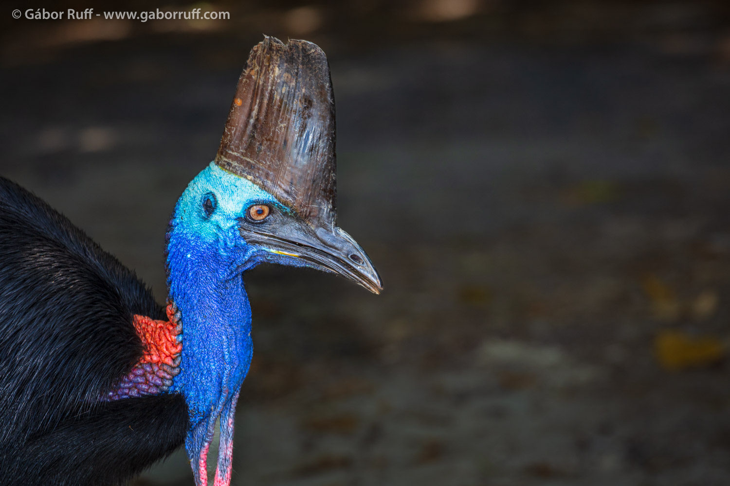Southern Cassowary Southern Cassowary