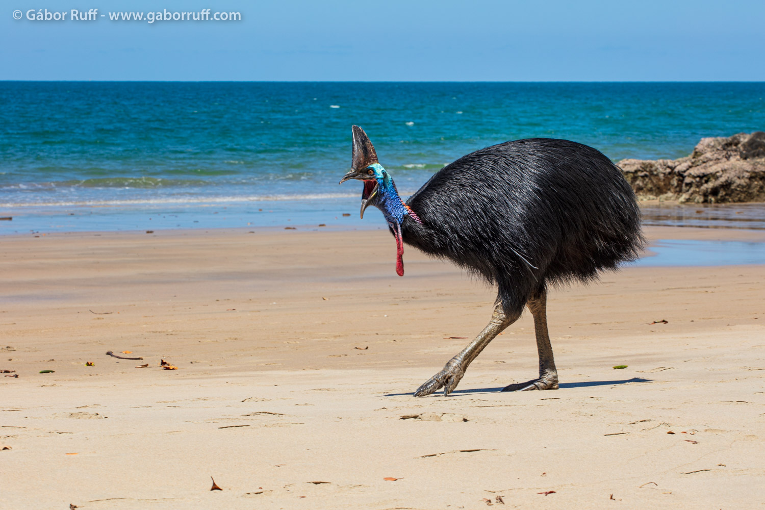 Southern Cassowary Southern Cassowary