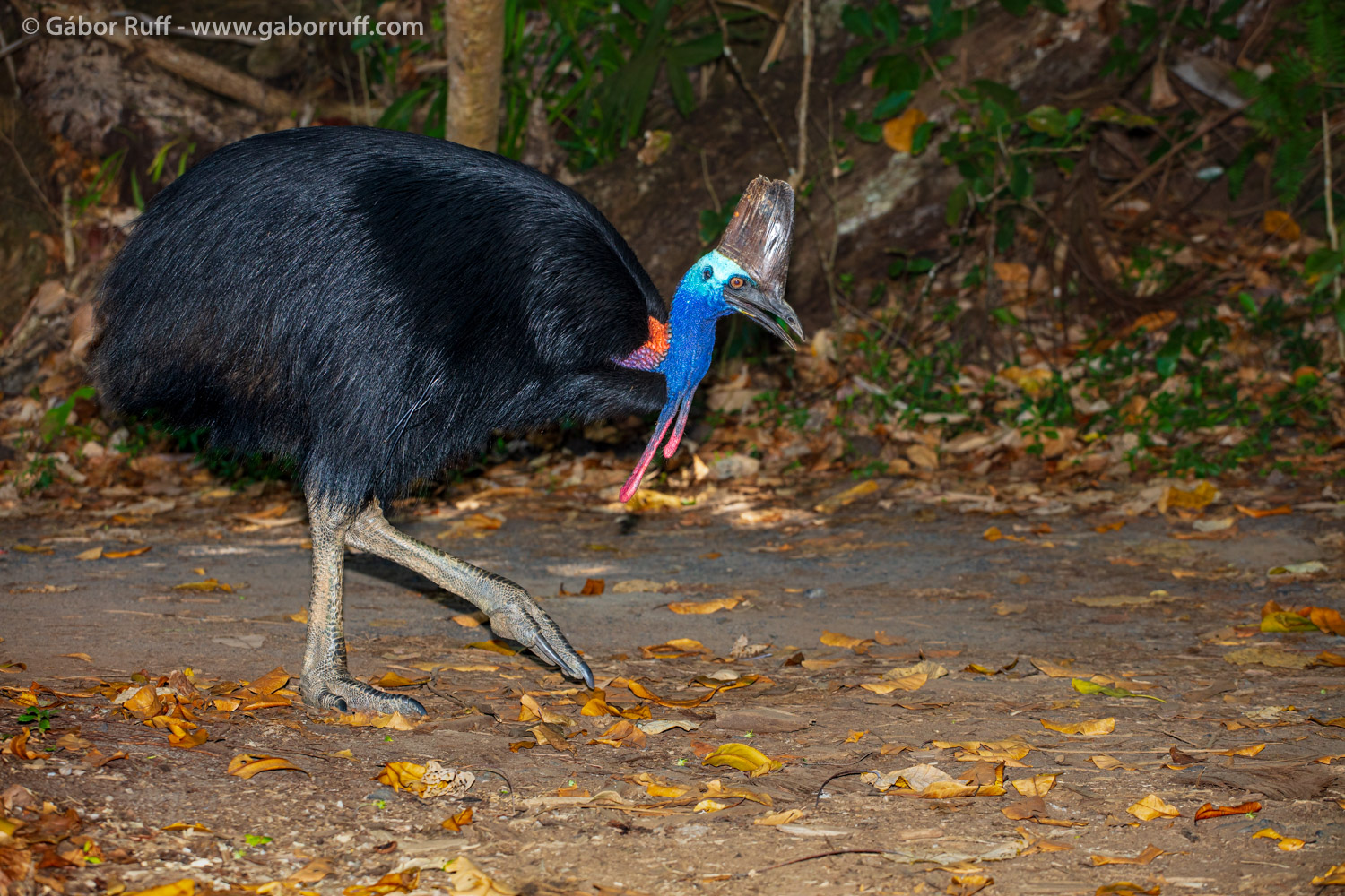 Southern Cassowary Southern Cassowary