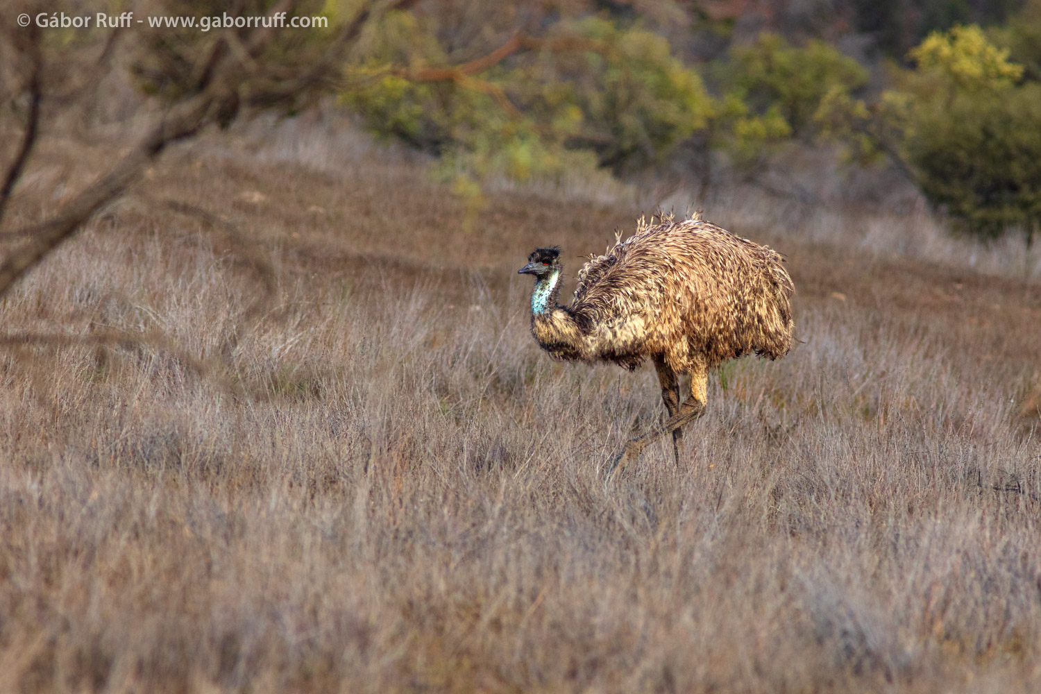 Emu