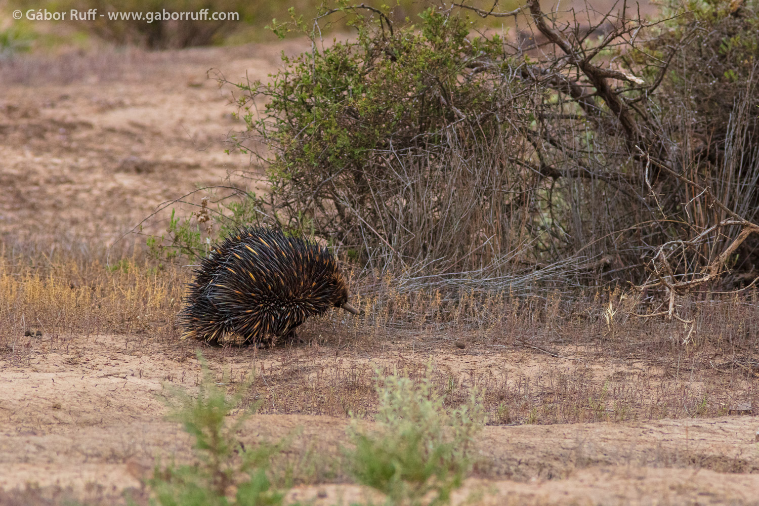 Echidna