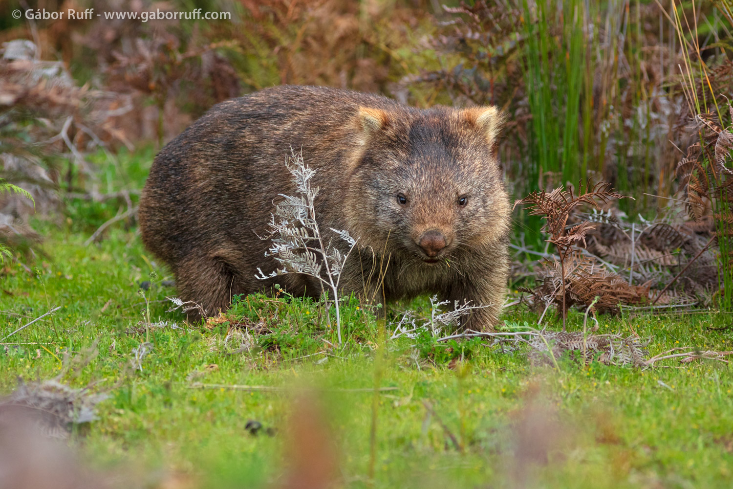Common Wombat Common Wombat
