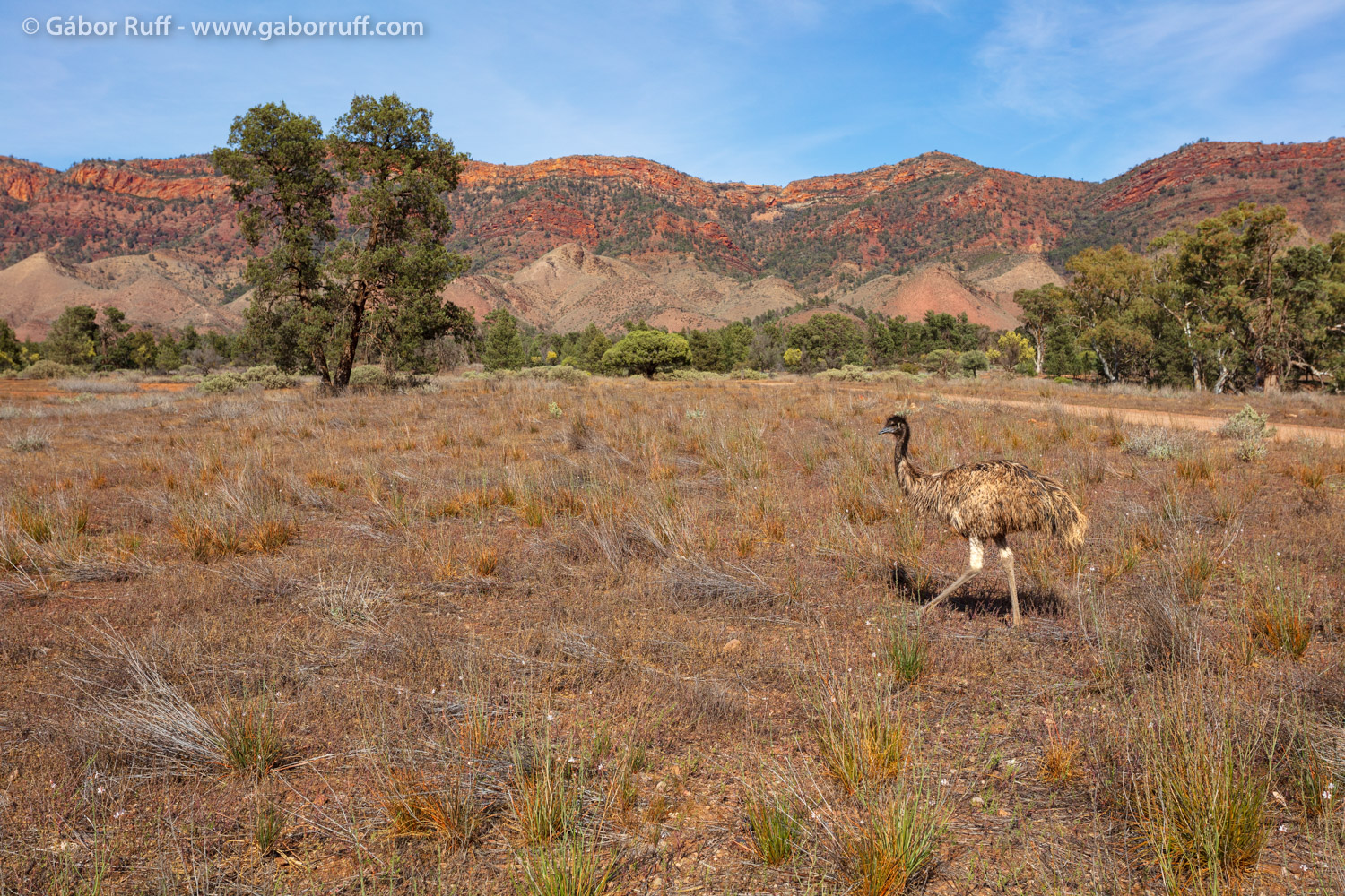 Emu