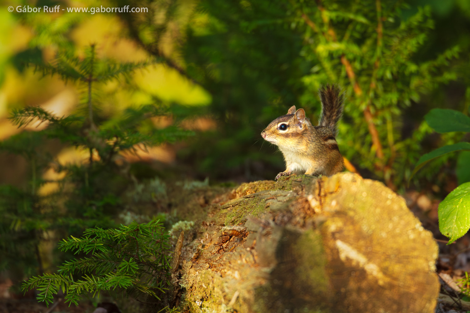 Eastern chipmunk