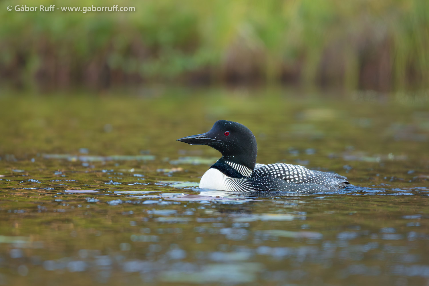Common loon