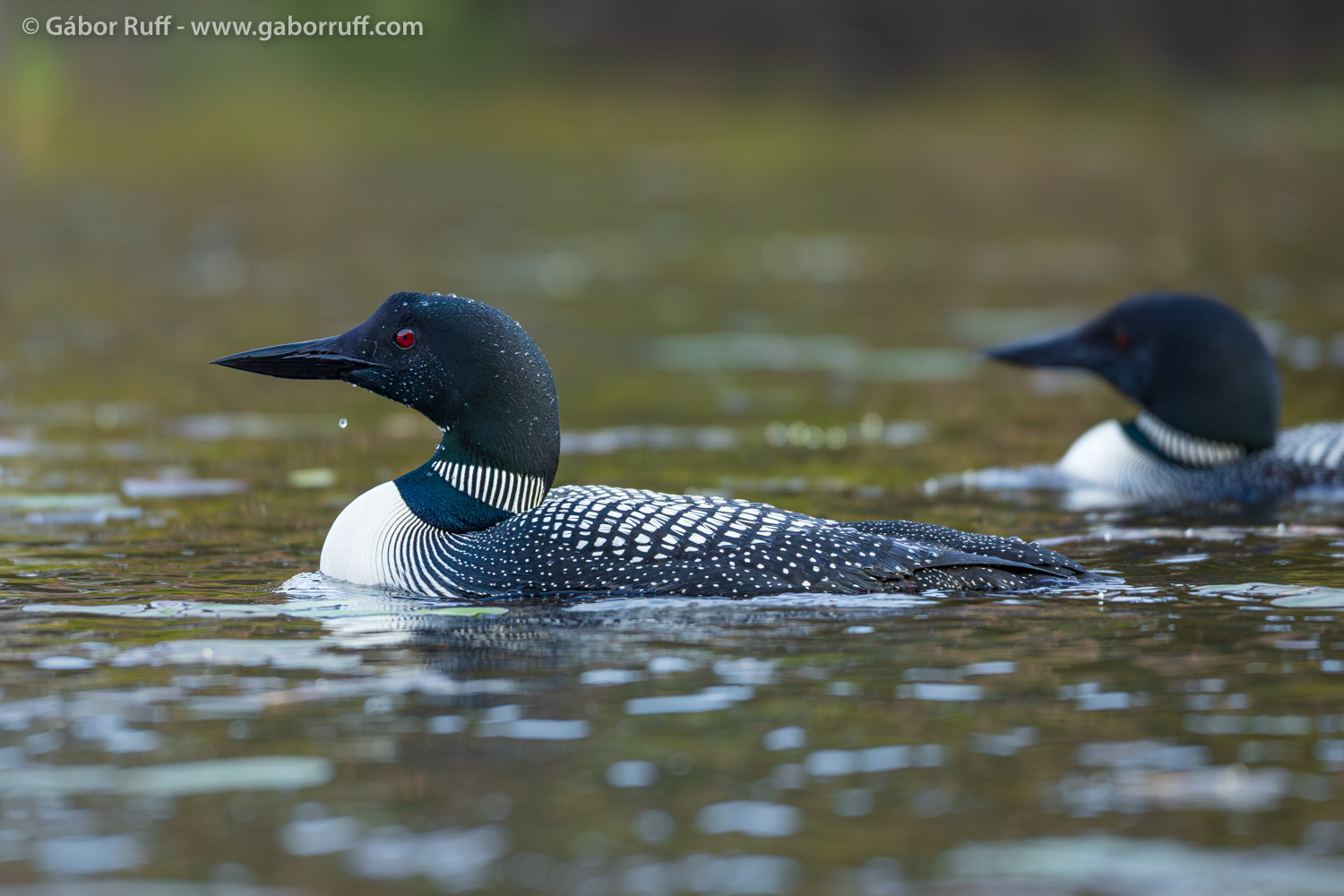 Common loon