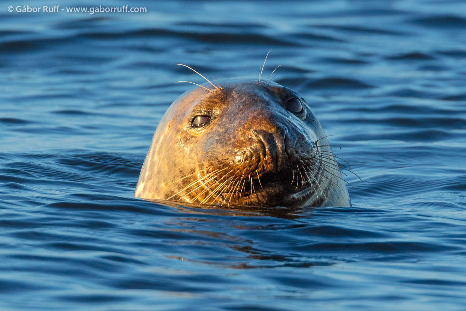 GRF_250816_9238_gray-seal.jpg