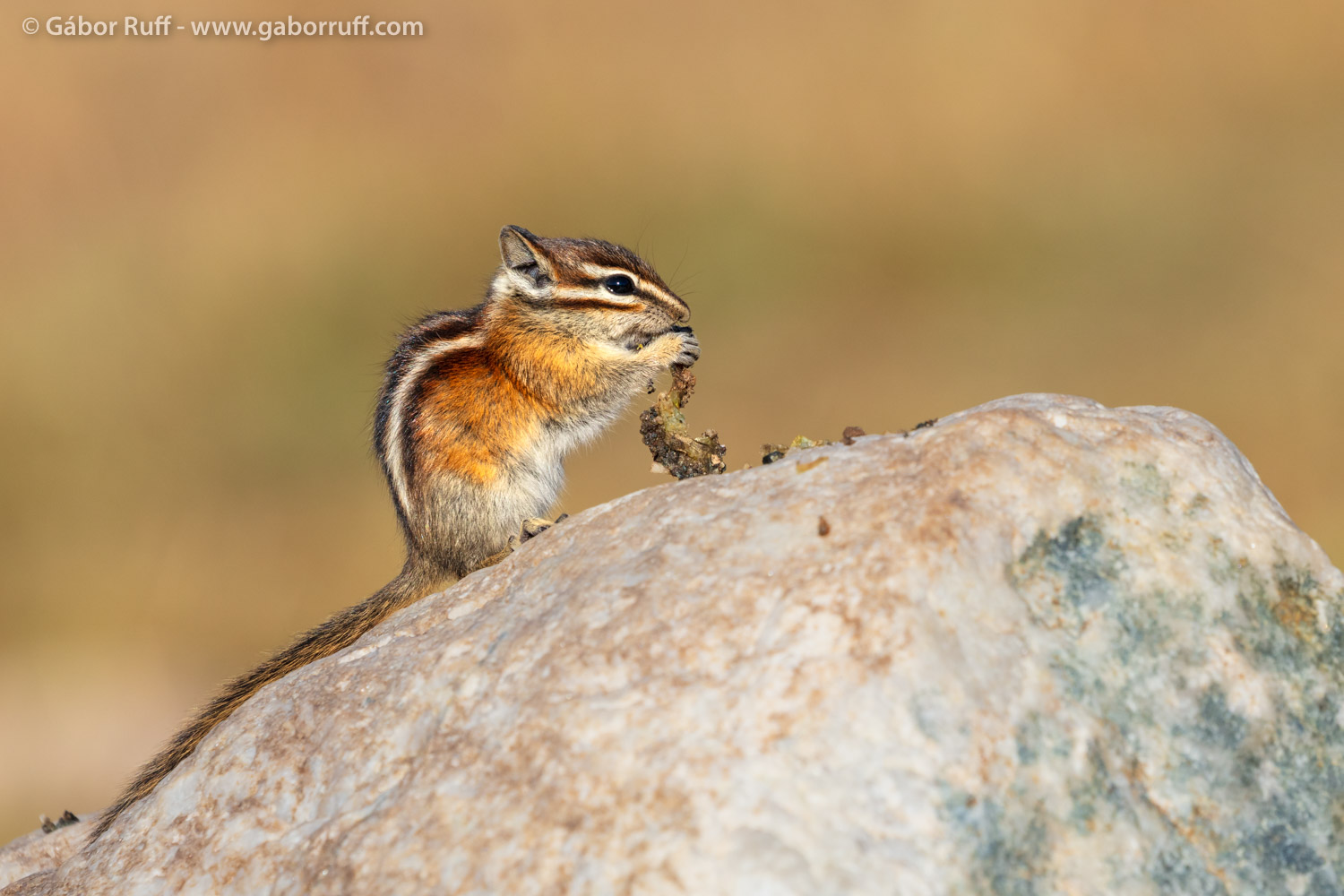 GRF_250903_9668_least-chipmunk.jpg