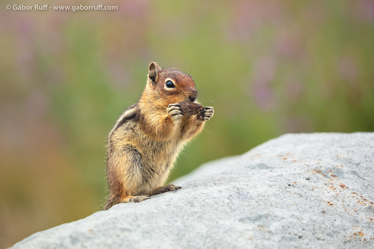 Golden-mantled Ground Squirrel Golden-mantled Ground Squirrel