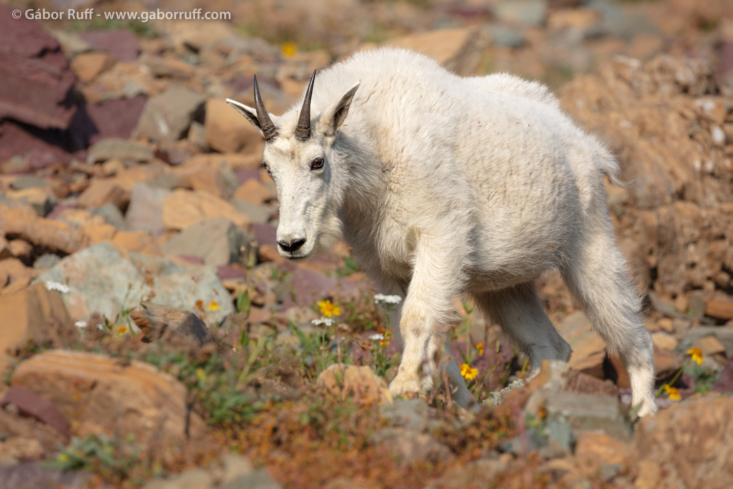 Mountain Goat Mountain Goat