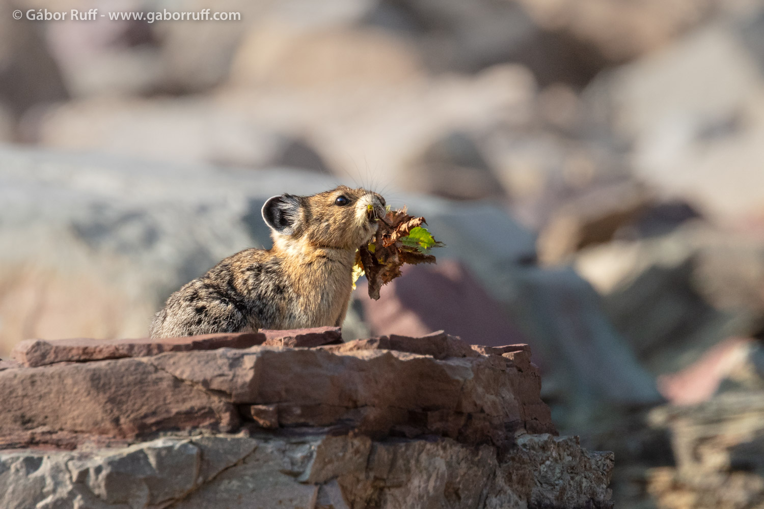 American Pika American Pika
