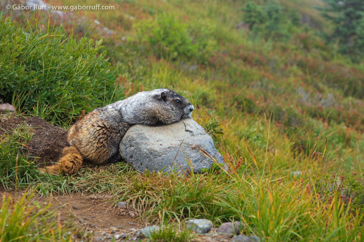 Hoary Marmot Hoary Marmot