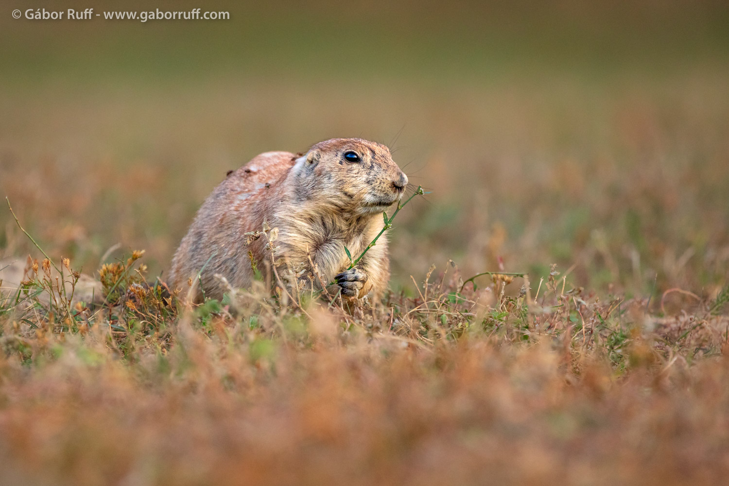 Black-tailed Prairie Dog